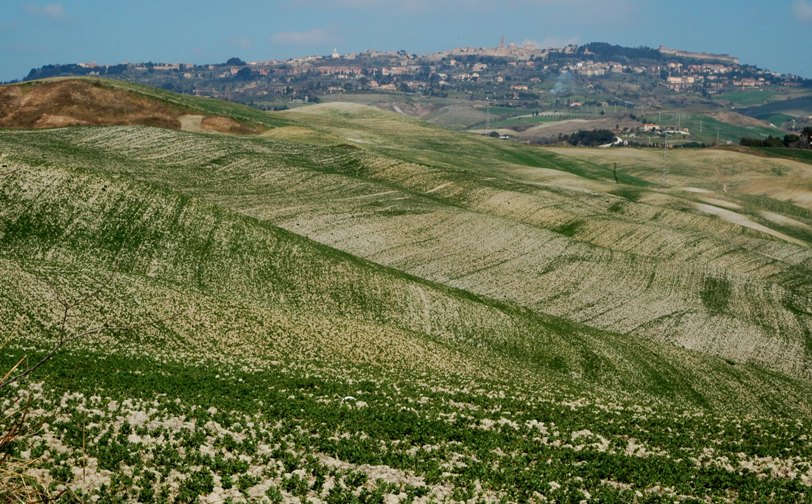 Volterra